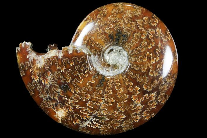Polished, Agatized Ammonite (Cleoniceras) - Madagascar #94237